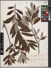 Foto von Salix caprea L. x Salix eleagnos Scop.